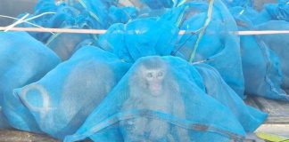 Ταϊλάνδη: Συνελήφθησαν δύο άνδρες για λαθρεμπορία προστατευόμενων άγριων ζώων