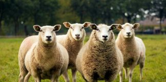 Έκτακτη ενίσχυση σε κτηνοτρόφους λόγω ευλογιάς – Πόσα χρήματα θα πάρουν ανά ζώο και πότε