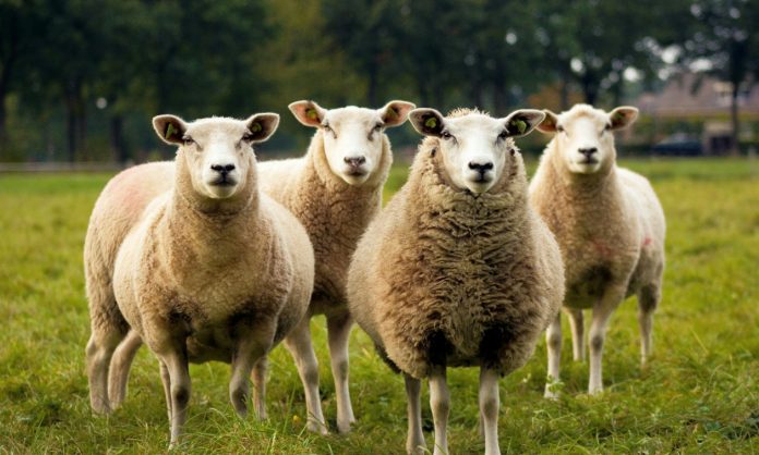 Έκτακτη ενίσχυση σε κτηνοτρόφους λόγω ευλογιάς – Πόσα χρήματα θα πάρουν ανά ζώο και πότε