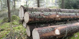 Ολοκληρώνεται η υβριδική ιδιωτικοποίηση των δασών