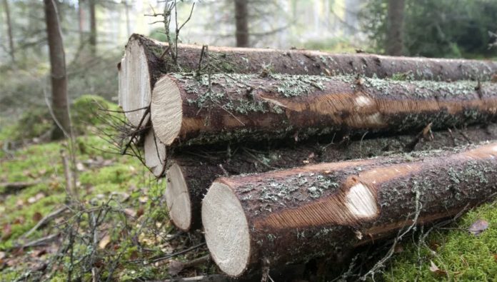 YlotomisiDasi-696x395