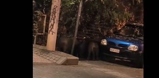 Θεσσαλονίκη: Αγριογούρουνα έκαναν την εμφάνισή τους στην Άνω Τούμπα – (VIDEO)