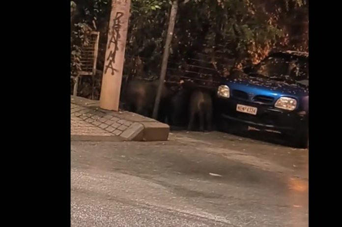 Θεσσαλονίκη: Αγριογούρουνα έκαναν την εμφάνισή τους στην Άνω Τούμπα – (VIDEO)