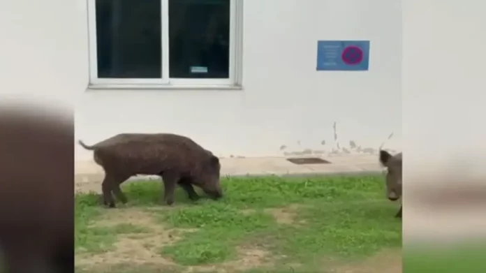 Αγριογούρουνα μπήκαν στο Δαφνί και έτρωγαν το γκαζόν, ανήσυχοι οι εργαζόμενοι για ασφάλεια και περίφραξη