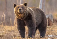 Αρκούδες «καταλαμβάνουν» χωριό στο Κόσοβο, κάτοικοι και σχολείο ζητούν βοήθεια από την αστυνομία – (VIDEO)