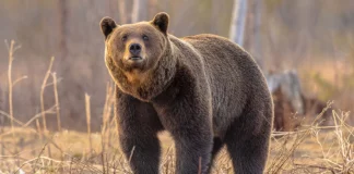 Αρκούδες «καταλαμβάνουν» χωριό στο Κόσοβο, κάτοικοι και σχολείο ζητούν βοήθεια από την αστυνομία – (VIDEO)