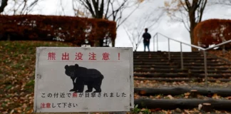 Ιαπωνία: Οι αστυνομικοί έχουν πλέον άδεια να πυροβολούν αρκούδες μετά τις επιθέσεις ρεκόρ φέτος