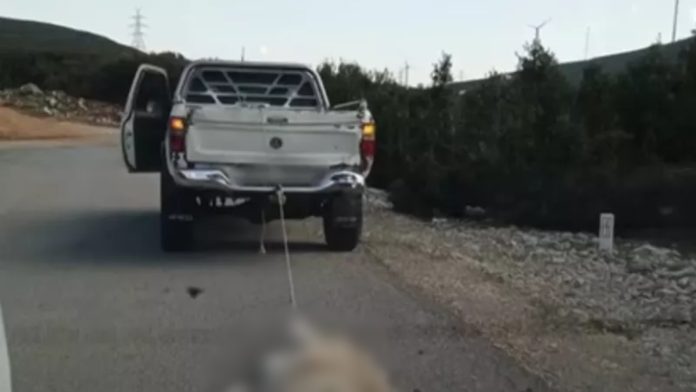 Φρίκη στη Βοιωτία: Έδεσε σκύλο και τον έσερνε με το αγροτικό