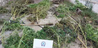 Πέλλα: 51χρονος καλλιεργούσε κάνναβη κοντά σε κοίτη ποταμού – Βρέθηκαν 20 δενδρύλλια