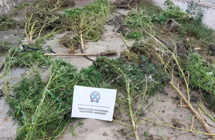 Πέλλα: 51χρονος καλλιεργούσε κάνναβη κοντά σε κοίτη ποταμού – Βρέθηκαν 20 δενδρύλλια