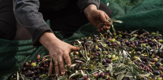 Τραγωδία στη Μεσαρά: 63χρονος «έσβησε» ξαφνικά την ώρα που μάζευε ελιές