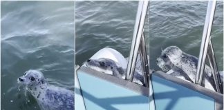 Τρομοκρατημένη φώκια πήδηξε σε σκάφος για να γλιτώσει από όρκες που την κυνηγούσαν