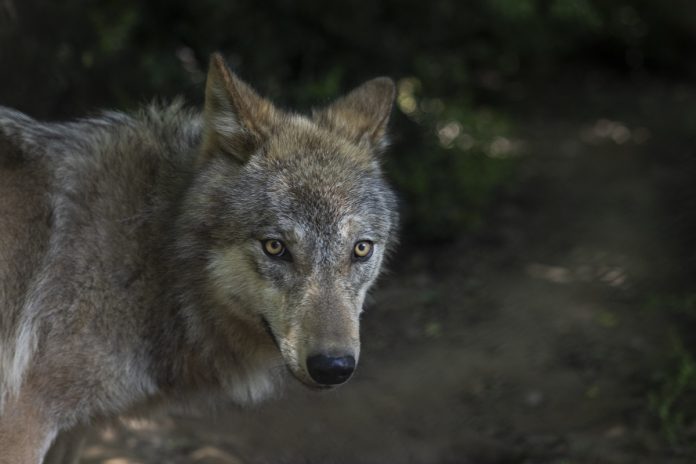Χαλκιδική: Νέα εμφάνιση λύκου στη Μεγάλη Παναγία – Ανησυχία στους κατοίκους