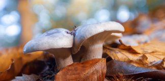 Πέλλα: Σοβαρή παραμένει η κατάσταση της υγεία του ζευγαριού που δηλητηριάστηκε από μανιτάρια – Σοκαρισμένοι οι συγχωριανοί τους