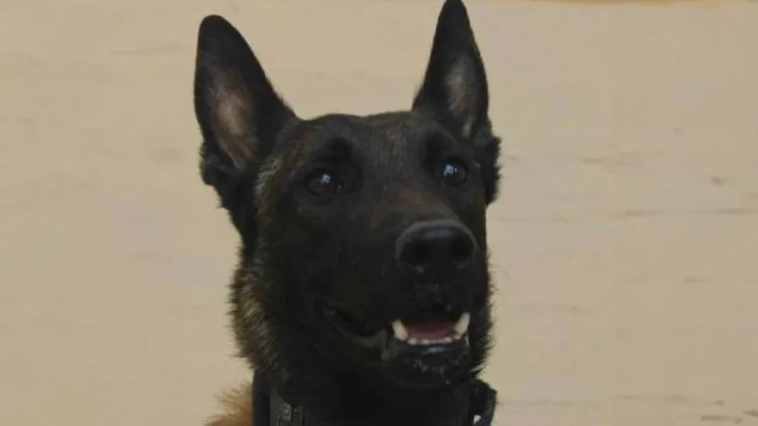 mesologgi-filozoiki-arthrou