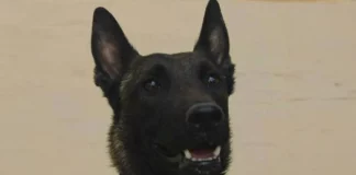 «Αφαίρεσαν τη ζωή από τον Echo μας»: Πέθανε ο σκύλος που είχε βρει νεκρό τον Μπάμπη Κούτσικο και συμμετείχε στις έρευνες για τον Βασίλη Καλογήρου