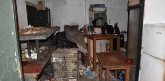 Τρία χρόνια στη φυλακή και χρηματική ποινή 3.000 ευρώ στον 63χρονο που βασάνιζε γάτες στη Δονούσα – Τα αγαπάω, είπε στη δίκη