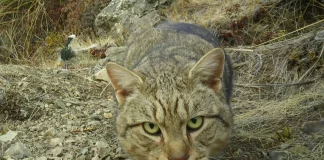 Η Νέα Ζηλανδία θα εξοντώσει όλες τις αδέσποτες άγριες γάτες ως το 2050 – «Είναι ψυχροί δολοφόνοι»