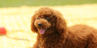 Έξι χρόνια κάθειρξη σε γυναίκα που εγκατέλειψε πέντε κουτάβια στην Πάτρα