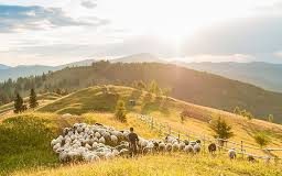 Κτηνοτρόφοι χάνουν έως και 3.000 ευρώ – Καταγγελία για αποκλεισμό από την εξισωτική αποζημίωση