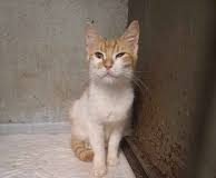 Φρίκη στη Δονούσα: 40χρονος είχε φυλακίσει 50 γάτες σε σπίτι – «κολαστήριο» (εικόνα)