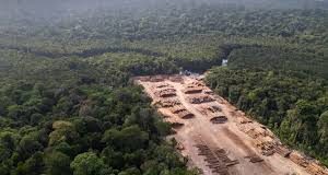 Τέσσερις γαλλικές τράπεζες κατηγορούνται από ΜΚΟ ότι χρηματοδοτούν την αποψίλωση του Αμαζονίου