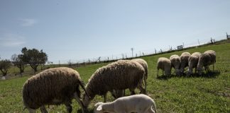 Ευλογιά προβάτων: Τα ποσά και οι δικαιούχοι των αγροτικών αποζημιώσεων για το χαμένο εισόδημα