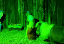 Βόλος: Εισαγγελική παρέμβαση για τα φωτορρυθμικά και το πόνυ στην φάτνη του Αγίου Νικολάου