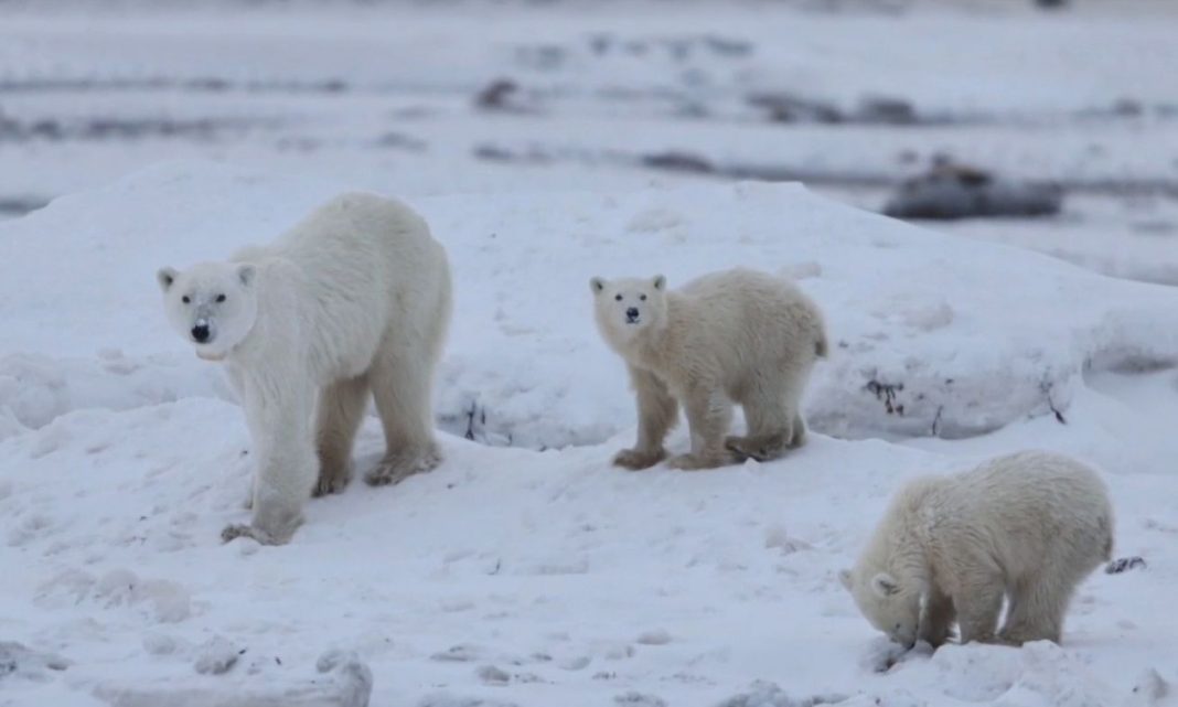 b8c95de8-screenshot-524