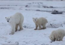 Πολική αρκούδα υιοθέτησε μωρό αρκουδάκι – «Είναι ασυνήθιστο», λένε οι επιστήμονες – (VIDEO)