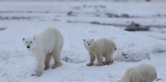 Πολική αρκούδα υιοθέτησε μωρό αρκουδάκι – «Είναι ασυνήθιστο», λένε οι επιστήμονες – (VIDEO)