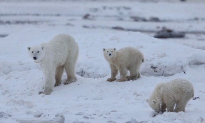 Πολική αρκούδα υιοθέτησε μωρό αρκουδάκι – «Είναι ασυνήθιστο», λένε οι επιστήμονες – (VIDEO)