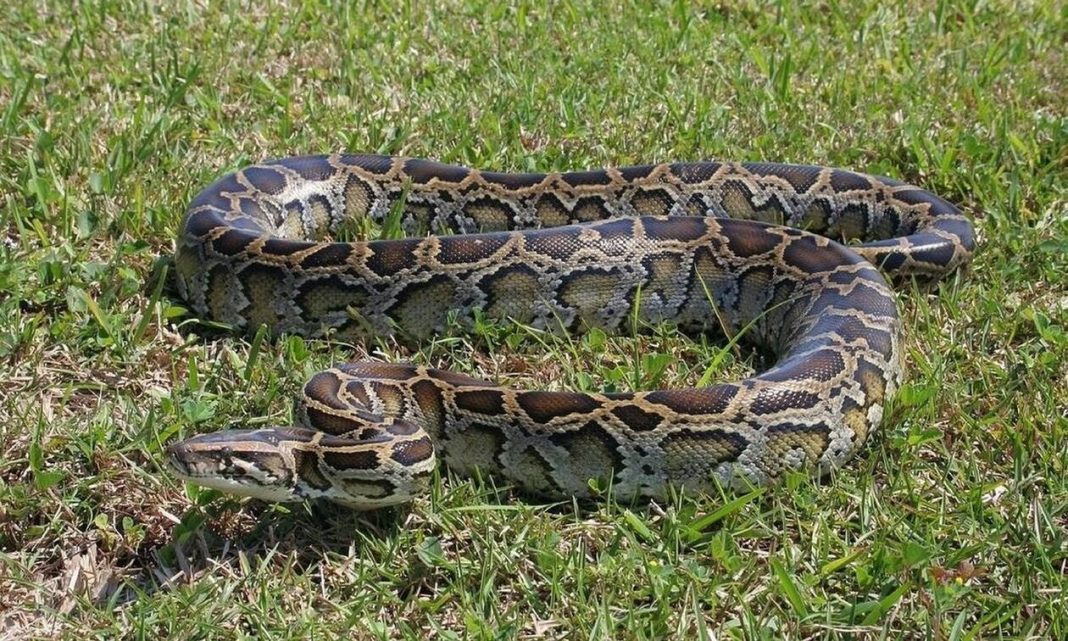 burmese-python-1794528_1280