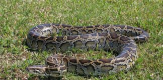 Κολοσσιαίος πύθωνας έστησε ενέδρα σε αγρότη – Τον έριξε από το ποδήλατο και τον έσφιξε μέχρι θανάτου