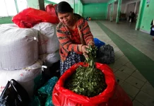 Η επιφάνεια των καλλιεργειών κόκας στη Βολιβία αυξήθηκε κατά 10% το 2024