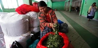 Η επιφάνεια των καλλιεργειών κόκας στη Βολιβία αυξήθηκε κατά 10% το 2024