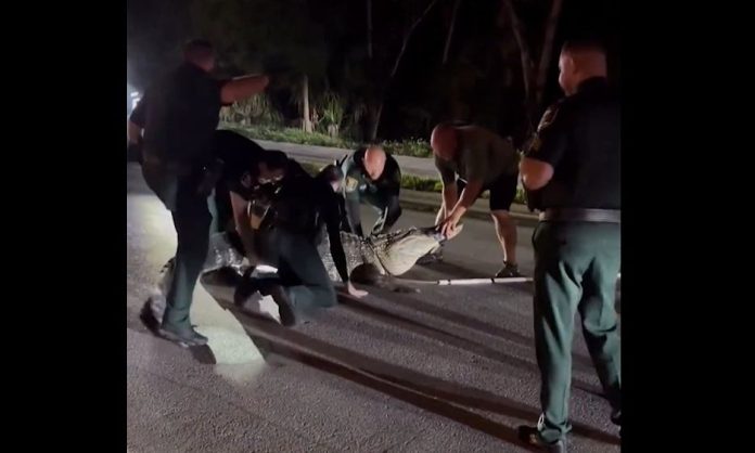 ΗΠΑ: Τεράστιος αλιγάτορας βγήκε στη μέση του δρόμου στη Φλόριντα – (VIDEO)