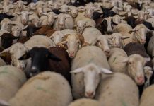 Ευλογιά: «Σφαγή» με ευθύνη της κυβέρνησης – Η Ευρώπη «καρφώνει» Ελλάδα και η νέα δήλωση Αρναούτογλου