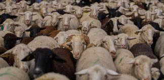 Ευλογιά: «Σφαγή» με ευθύνη της κυβέρνησης – Η Ευρώπη «καρφώνει» Ελλάδα και η νέα δήλωση Αρναούτογλου