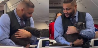 Χαμός σε πτήση: Γατάκι βγήκε από το κλουβί και έψαχναν τον ιδιοκτήτη