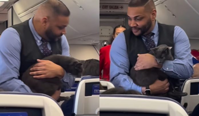 Χαμός σε πτήση: Γατάκι βγήκε από το κλουβί και έψαχναν τον ιδιοκτήτη