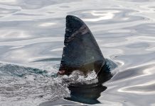 Εύβοια: Ψαράς έπιασε στα δίχτυα του νεαρό καρχαρία Μάκο