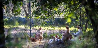 Ιταλίδα ερευνήτρια έλαβε 4.000.000 ευρώ από την Ε.Ε. για να απαντήσει στο ερώτημα “τι σκέφτονται τα κοτόπουλα”