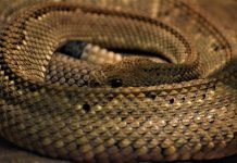 Μεγάλο φίδι ζούσε για 2 εβδομάδες σε λεκάνη τουαλέτας στην Καστοριά – (VIDEO)