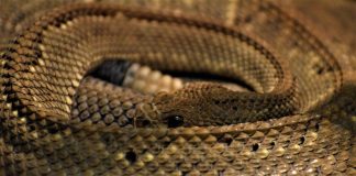 Μεγάλο φίδι ζούσε για 2 εβδομάδες σε λεκάνη τουαλέτας στην Καστοριά – (VIDEO)