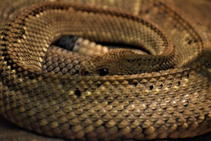 Μεγάλο φίδι ζούσε για 2 εβδομάδες σε λεκάνη τουαλέτας στην Καστοριά – (VIDEO)