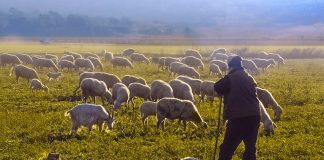 Κτηνοτρόφοι: Με δάκρυα στα μάτια ζουν τον εφιάλτη των άδειων στάβλων – «Καταστράφηκαν οι ζωές μας»