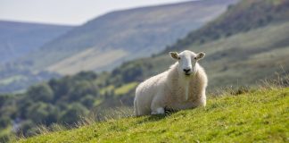 Αποδεκατίζει την κτηνοτροφία η ευλογιά των προβάτων – Πάνω από 433.000 οι θανατώσεις ζώων