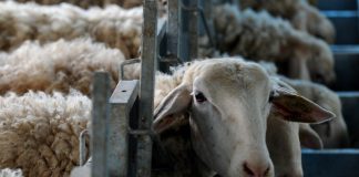 Πόσο κόστισε η απολύμανση για την ευλογιά – Αποκαλυπτικά έγγραφα