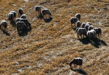 Πέλλα: Στο νοσοκομείο νοσηλεύεται παραγωγός που επρόκειτο να του σκοτώσουν τα ζώα